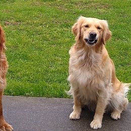 Golden Retrievers from Golden Brick Road Golden Retrievers