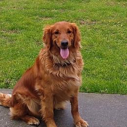 Golden Retrievers from Golden Brick Road Golden Retrievers