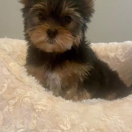 Biewer Terrier, Chinese Crested, and Yorkshire Terrier Puppies from FronkLinn Kennel