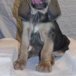 Bloodhound Puppies from Sleepy Hollow Hounds
