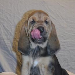Bloodhound Puppies from Sleepy Hollow Hounds