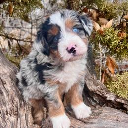 Blizzard - male Australian Mountain Doodle puppy in Randolph, Utah from Dry Canyon Pups