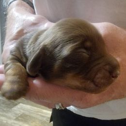 LILY BETH - Chocolate and tan female Dachshund puppy in Fort Worth, Texas from Chadwick Farms Mini Dachshunds