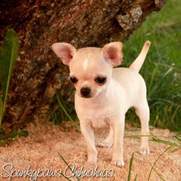 Chihuahua Puppies from Spunkypaws Chihuahuas