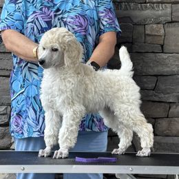 Poodle All Grown Up from Singita Standard Poodles