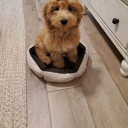 Goldendoodle and Golden Retriever Puppies from Utah Goldens