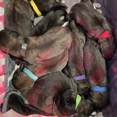 Leonbergers from Inglenook Kennel