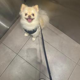 Pomeranian puppies from Luxury Poms