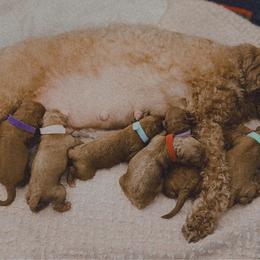 Ginger (purple collar) - Red  female Goldendoodle puppy in Easley, South Carolina from Pawmetto Goldendoodles