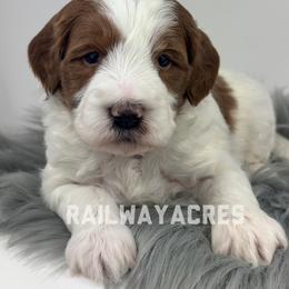 Boy 2-Mini - Parti male Goldendoodle puppy in Milford, Indiana from Railway Acres Kennel