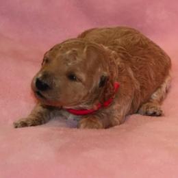Goldendoodle Puppies from West Coast Doodles
