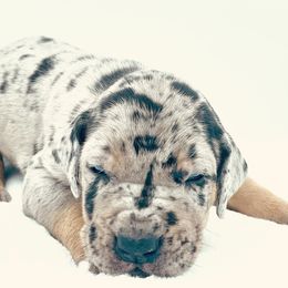 Great Dane Puppies from Oak Bend Danes
