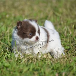 Minnie (Chocolate Parti) - Chocolate parti female Pomeranian puppy in Saint Ignatius, Montana from Pomeranians Montana