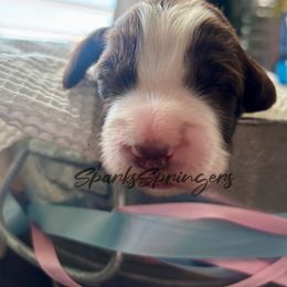 English Springer Spaniel Puppies from Sparks Springer Spaniels