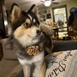 Belle - Pomsky