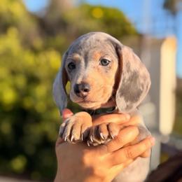 Blue and cream dapple boy - Dapple male Dachshund puppy in Lemon Grove, California from GMZ Doxies SD