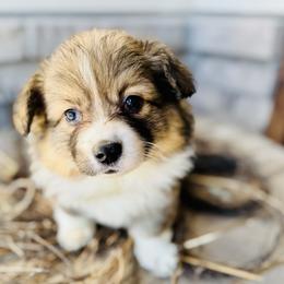 Candy-Light purple collar - Sable female Pembroke Welsh Corgi puppy in Benjamin, Utah from Nuna’s  Corgis