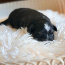 BTM - Black tri male Toy Australian Shepherd puppy in Russellville, Arkansas from Rockin H Aussies