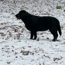 Macey - Black Labrador Retriever puppy in Granby, Connecticut from Cross Bay Labradors