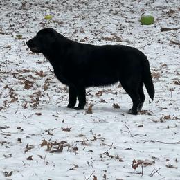 Macey - Black Labrador Retriever puppy in Granby, Connecticut from Cross Bay Labradors