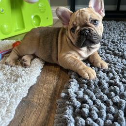 French Bulldog Puppies from MadCity Frenchies