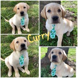 Labrador Retriever Puppies from Triple Threat Labradors