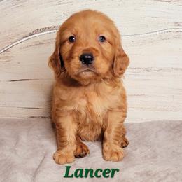 Lancer (Dark Green Collar) - Dark golden male Golden Retriever puppy in Scurry, Texas from 07 Seven Oaks Goldens and Doodles
