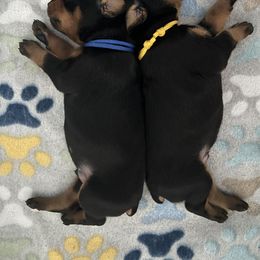 Boy 3 - Doberman Pinscher puppy from Mystical Doberman Pinchers