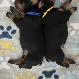 Boy 3 - Doberman Pinscher puppy from Mystical Doberman Pinchers