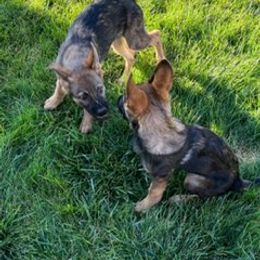 German Shepherd Puppies from Von der Henne K9