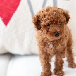 Poodles from Teddy Bear Poodles