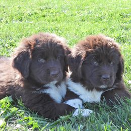 Newfoundland puppies from Newfforu
