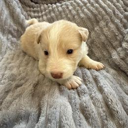 Athena - White and gold female Border Collie puppy in Mckinney, Texas from Border Collies of Ruidoso