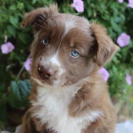 Tali - Red & white female Australian Shepherd puppy in Hillsboro, Ohio from Sugar Grove Farms
