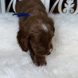 Goldendoodle and Poodle Puppies from Northern Heart Standards