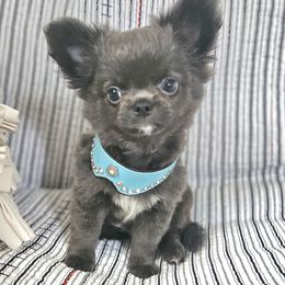AKC blue boy - Blue male Chihuahua puppy in Brooklyn, New York from Nadezhda's Chihuahuas