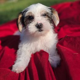 Ollie - Parti male Yorkshire Terrier puppy in Diamondhead, Mississippi from Jazzy Puppy Palace