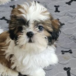 Janine - Red and white female Shih Tzu puppy in Victorville, California from RUMBLE n TUMBLE