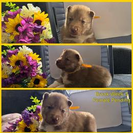 Brook - Red and white female Siberian Husky puppy in Canton, Ohio from Bleu Skies Siberian Huskies