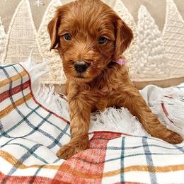 Bernedoodle, Goldendoodle, and Sheepadoodle Puppies from Maplesierradoodles