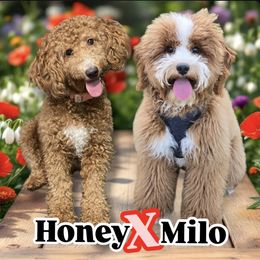 Goldendoodle puppies from Dbos Furry Friends
