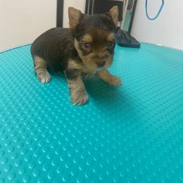 Yorkshire Terrier Puppies from Klassie Kreations Yorkie’s
