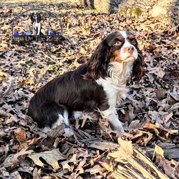 Freyja - Cavalier King Charles Spaniel