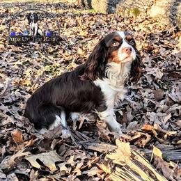 Freyja - Cavalier King Charles Spaniel