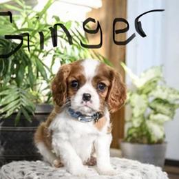 Ginger - Blenheim male Cavalier King Charles Spaniel puppy in Chattanooga, Tennessee from Oodles of Cuties!