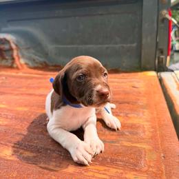 Reef - White and liver male German Shorthaired Pointer puppy in Macclenny, Florida from Dillon's GSPs