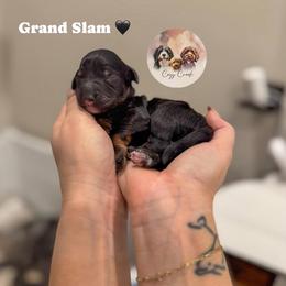 Grand Slam - Tri-color male Bernedoodle puppy in Benton, Arkansas from Cozy Creek Doodles