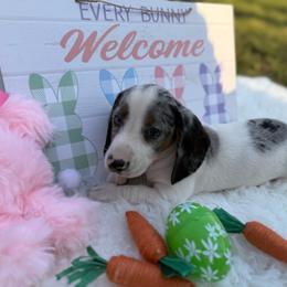 Boy 3 - Piebald male Dachshund puppy in Stilwell, Oklahoma from Stilwell’s Dachshunds