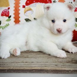 Padme - Red and white female Pomsky puppy in Greenville, South Carolina from Thicketty Mountain Pomskies