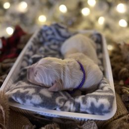 Purple Collar - Light golden female Golden Retriever puppy in Stedman, North Carolina from Wise-Taylor Goldens